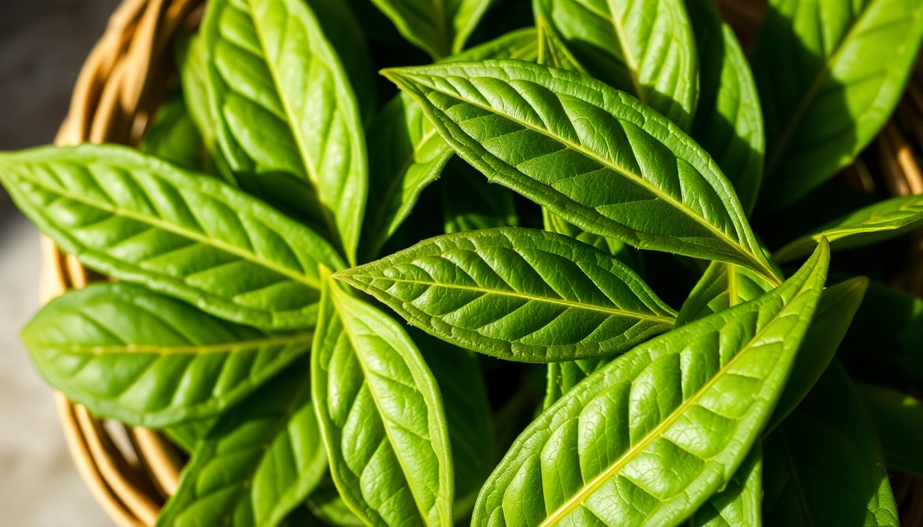 Top Quality Bay Leaves for Culinary Excellence and Authentic Flavor